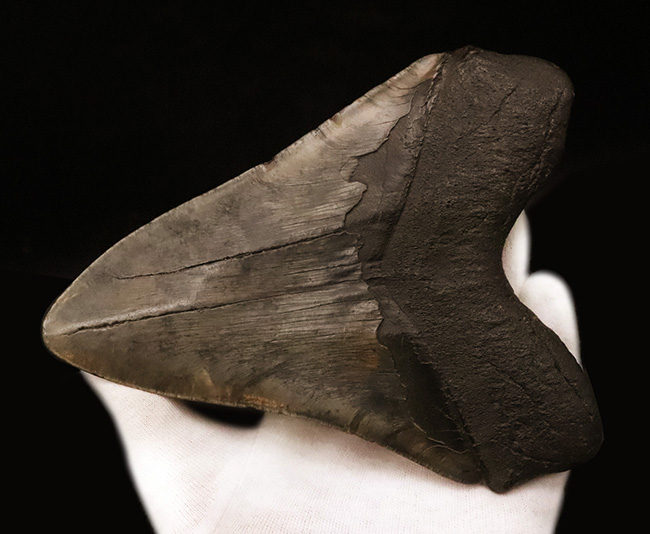 400gを超える重み、全長約16センチ超の迫力！ほんのわずかしかない稀有な存在！圧倒的なサイズと保存状態を兼ね備えた、一級のコレクターズアイテム……メガロドン（Otodus megalodon）の歯化石（その8）