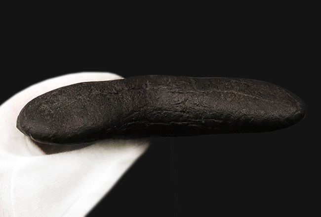 400gを超える重み、全長約16センチ超の迫力！ほんのわずかしかない稀有な存在！圧倒的なサイズと保存状態を兼ね備えた、一級のコレクターズアイテム……メガロドン（Otodus megalodon）の歯化石（その9）