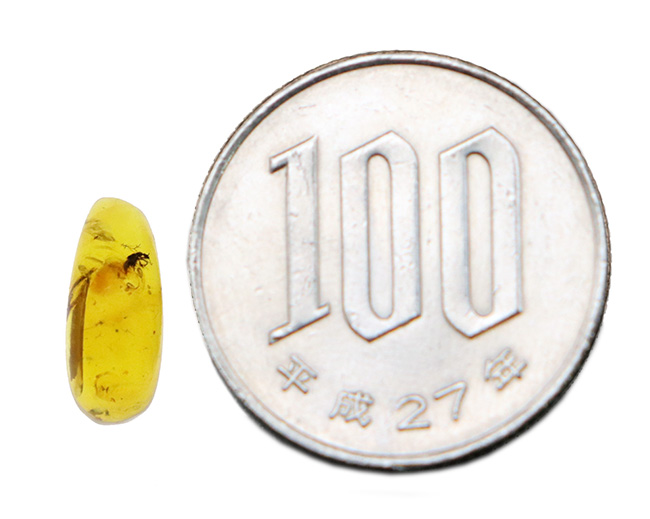 虫入り！約1億年前、恐竜時代の琥珀として知られるミャンマー産アンバー「バーマイト（Burmite）」（その8）