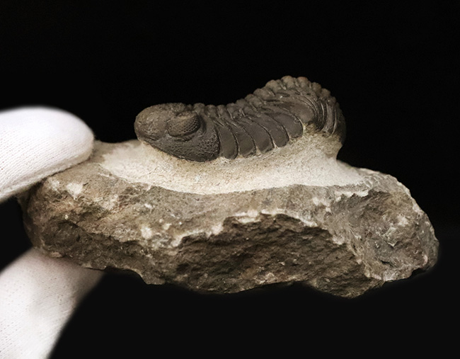 パーフェクトと言って良い見事な保存状態を呈する、ファコプス類の三葉虫、ペディノパリオプス（Pedinopariops）の極上標本（その10）