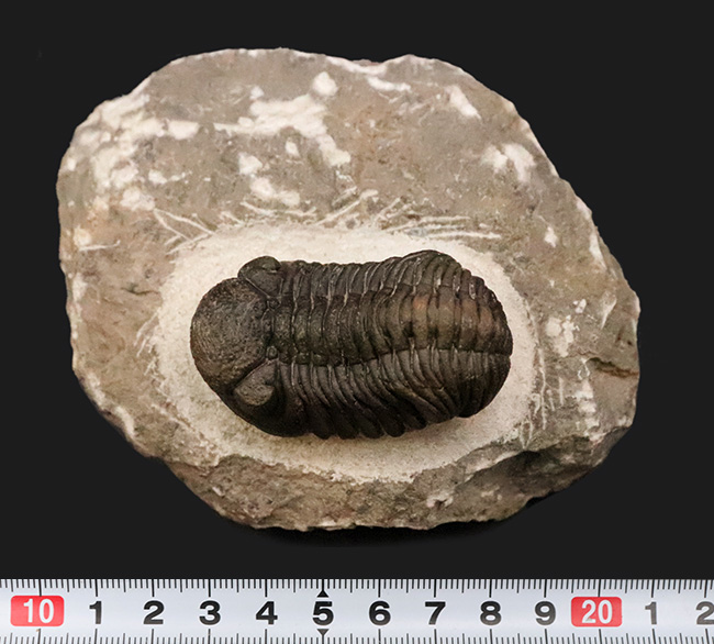 パーフェクトと言って良い見事な保存状態を呈する、ファコプス類の三葉虫、ペディノパリオプス（Pedinopariops）の極上標本（その11）