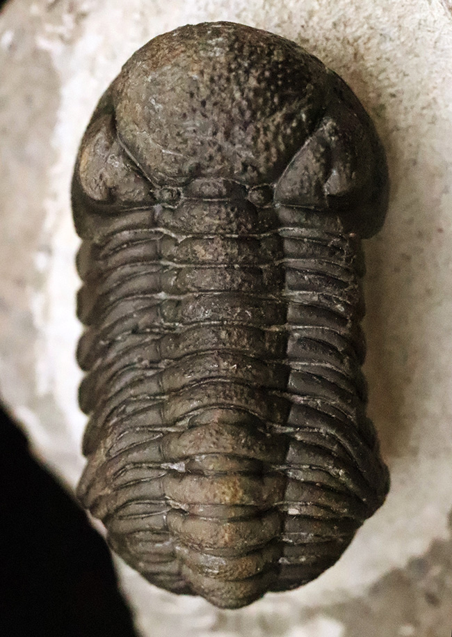 パーフェクトと言って良い見事な保存状態を呈する、ファコプス類の三葉虫、ペディノパリオプス（Pedinopariops）の極上標本（その2）