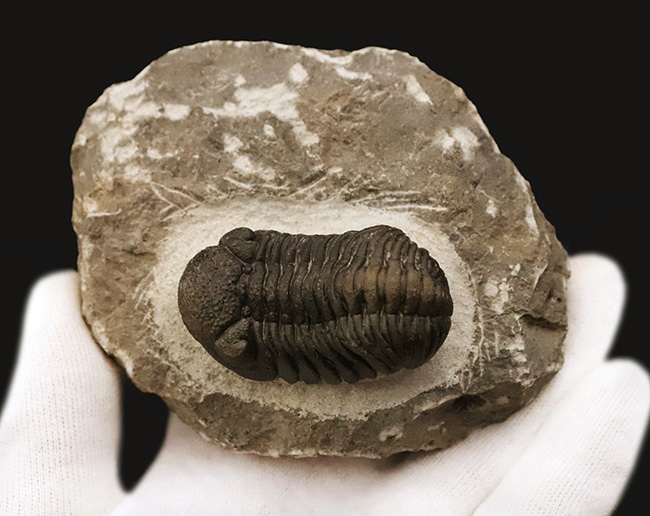 パーフェクトと言って良い見事な保存状態を呈する、ファコプス類の三葉虫、ペディノパリオプス（Pedinopariops）の極上標本（その4）