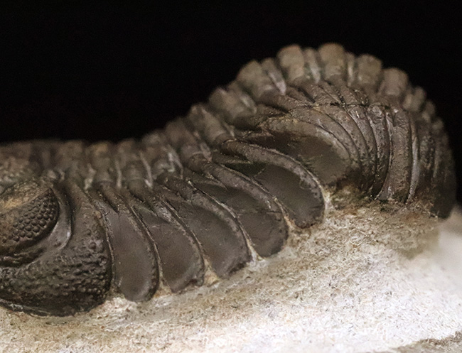 パーフェクトと言って良い見事な保存状態を呈する、ファコプス類の三葉虫、ペディノパリオプス（Pedinopariops）の極上標本（その8）