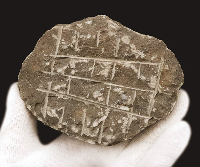 パーフェクトと言って良い見事な保存状態を呈する、ファコプス類の三葉虫、ペディノパリオプス（Pedinopariops）の極上標本（その9）