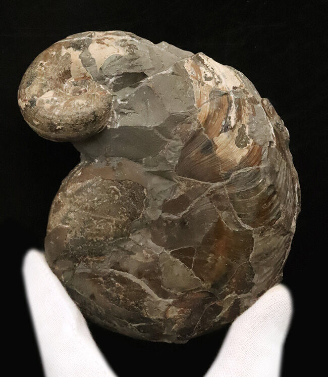 恐竜の聖地・北海道むかわ町穂別産！白亜紀を代表するダメシテス（Damesites）とテトラゴニテス（Tetragonites）が寄り添う贅沢なマルチ標本（その2）