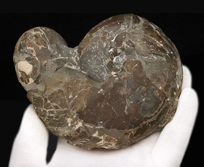 恐竜の聖地・北海道むかわ町穂別産！白亜紀を代表するダメシテス（Damesites）とテトラゴニテス（Tetragonites）が寄り添う贅沢なマルチ標本（その4）