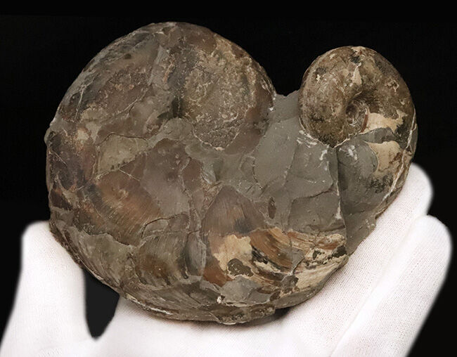 恐竜の聖地・北海道むかわ町穂別産！白亜紀を代表するダメシテス（Damesites）とテトラゴニテス（Tetragonites）が寄り添う贅沢なマルチ標本（その6）
