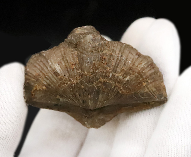 ロシアのヴォロネジの古生代デボン紀の地層から採集された腕足類スピリファー（Spirifer）の化石（その4）