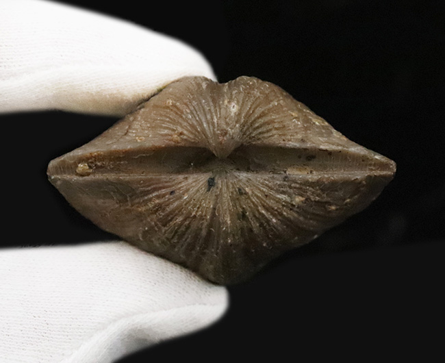 ロシアのヴォロネジの古生代デボン紀の地層から採集された腕足類スピリファー（Spirifer）の化石（その7）