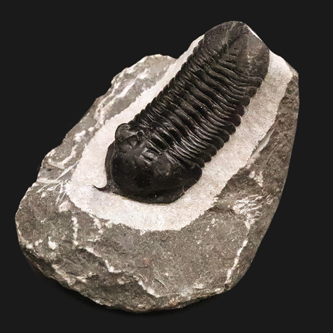 ビッグサイズ!ハイレベルなクリーニングにご注目!特別なルートで仕入れられたモロッコニテス(Morocconites)の極上標本(その1)