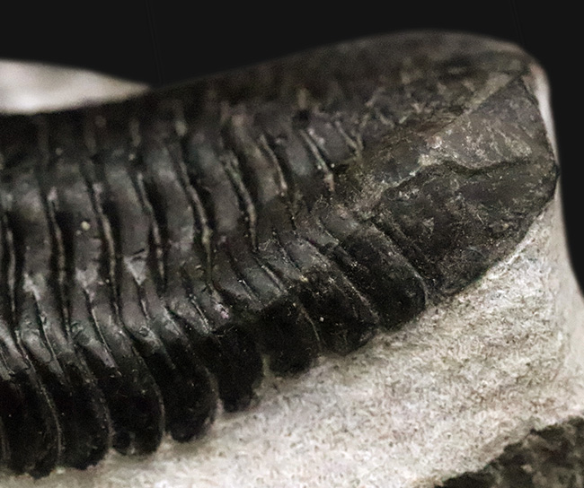 ビッグサイズ!ハイレベルなクリーニングにご注目!特別なルートで仕入れられたモロッコニテス(Morocconites)の極上標本(その10)