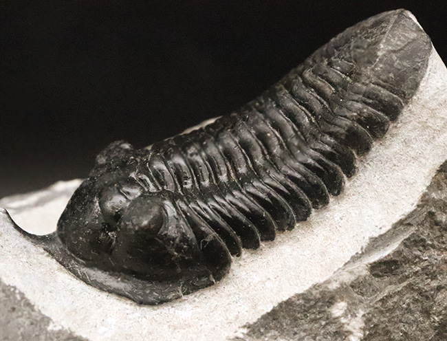 ビッグサイズ!ハイレベルなクリーニングにご注目!特別なルートで仕入れられたモロッコニテス(Morocconites)の極上標本(その11)