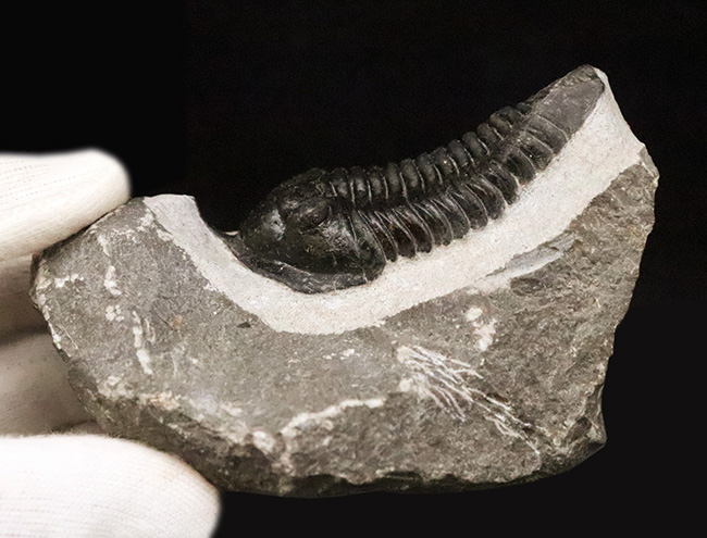 ビッグサイズ!ハイレベルなクリーニングにご注目!特別なルートで仕入れられたモロッコニテス(Morocconites)の極上標本(その12)