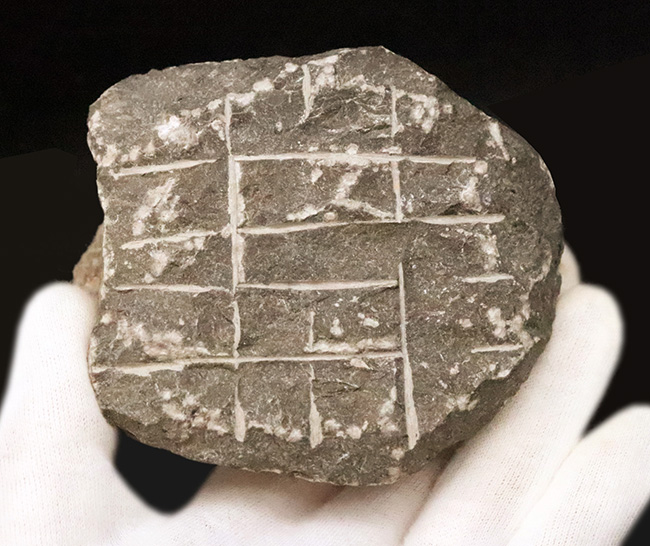 ビッグサイズ!ハイレベルなクリーニングにご注目!特別なルートで仕入れられたモロッコニテス(Morocconites)の極上標本(その13)