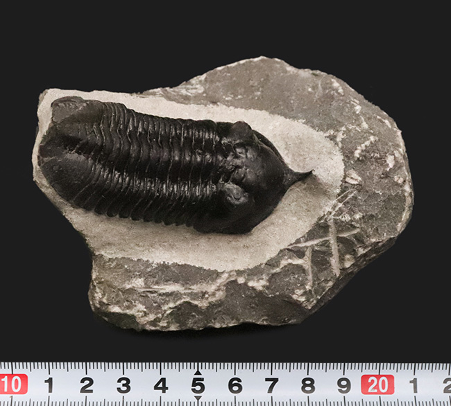 ビッグサイズ!ハイレベルなクリーニングにご注目!特別なルートで仕入れられたモロッコニテス(Morocconites)の極上標本(その14)