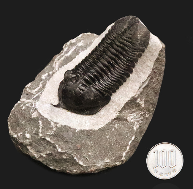 ビッグサイズ!ハイレベルなクリーニングにご注目!特別なルートで仕入れられたモロッコニテス(Morocconites)の極上標本(その15)