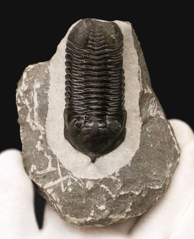 ビッグサイズ!ハイレベルなクリーニングにご注目!特別なルートで仕入れられたモロッコニテス(Morocconites)の極上標本(その2)