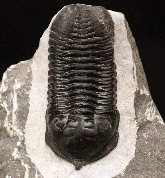 ビッグサイズ!ハイレベルなクリーニングにご注目!特別なルートで仕入れられたモロッコニテス(Morocconites)の極上標本(その3)