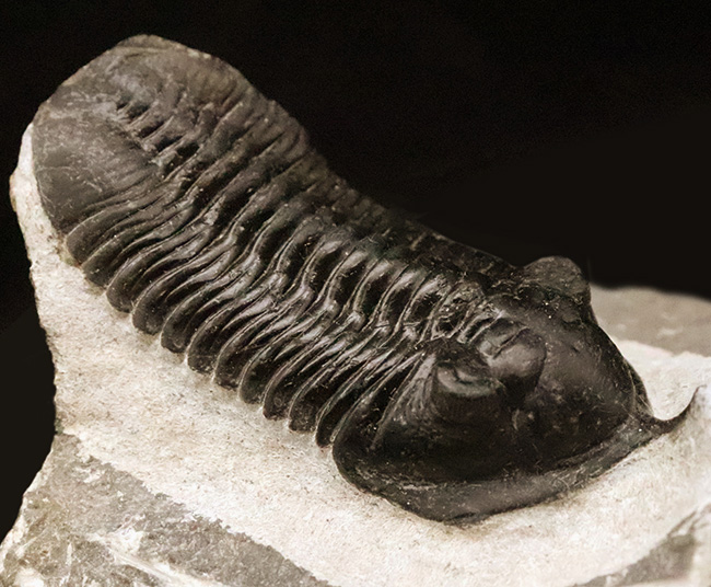 ビッグサイズ!ハイレベルなクリーニングにご注目!特別なルートで仕入れられたモロッコニテス(Morocconites)の極上標本(その4)