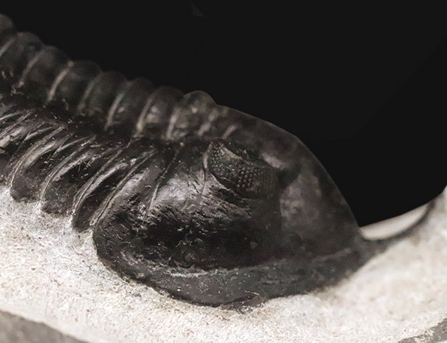 ビッグサイズ!ハイレベルなクリーニングにご注目!特別なルートで仕入れられたモロッコニテス(Morocconites)の極上標本(その5)