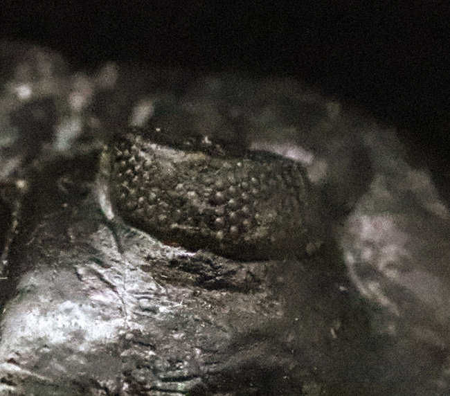 ビッグサイズ!ハイレベルなクリーニングにご注目!特別なルートで仕入れられたモロッコニテス(Morocconites)の極上標本(その6)