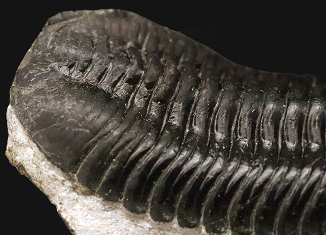 ビッグサイズ!ハイレベルなクリーニングにご注目!特別なルートで仕入れられたモロッコニテス(Morocconites)の極上標本(その7)