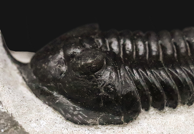 ビッグサイズ!ハイレベルなクリーニングにご注目!特別なルートで仕入れられたモロッコニテス(Morocconites)の極上標本(その8)