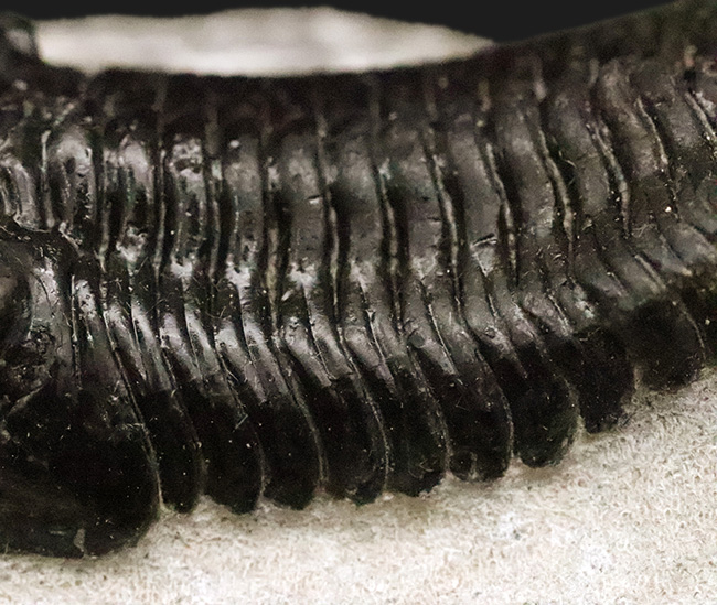 ビッグサイズ!ハイレベルなクリーニングにご注目!特別なルートで仕入れられたモロッコニテス(Morocconites)の極上標本(その9)