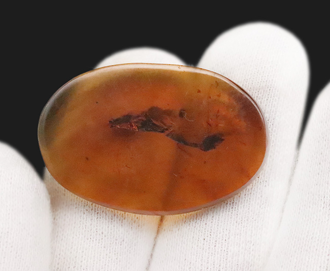 肉眼で観察可能なサイズの虫を内包!恐竜時代、約1億年前に形成された非常に古い琥珀、バーマイト(Burmite)(その7)