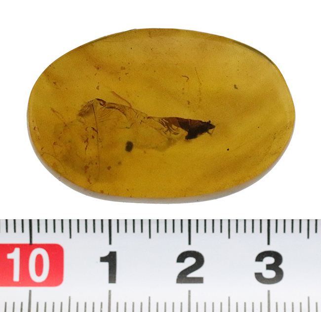 肉眼で観察可能なサイズの虫を内包!恐竜時代、約1億年前に形成された非常に古い琥珀、バーマイト(Burmite)(その8)