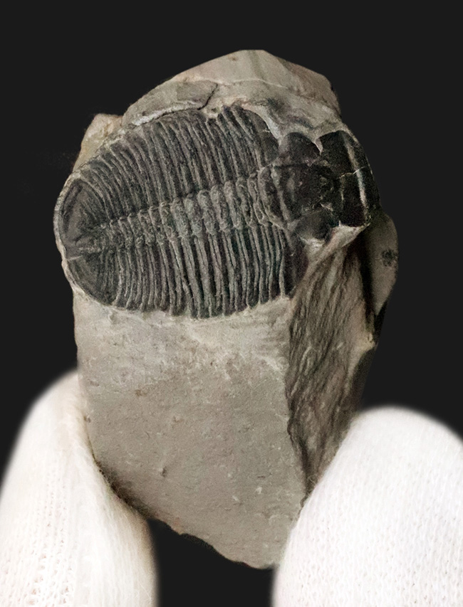 元祖三葉虫とも言うべき存在、米国ユタ州産のエルラシア・キンギ（Elrathia kingii）（その1）