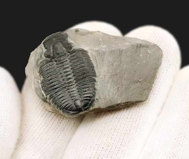 元祖三葉虫とも言うべき存在、米国ユタ州産のエルラシア・キンギ（Elrathia kingii）（その2）
