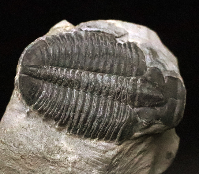 元祖三葉虫とも言うべき存在、米国ユタ州産のエルラシア・キンギ（Elrathia kingii）（その3）