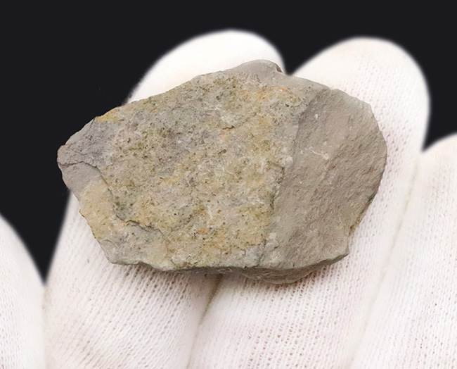 元祖三葉虫とも言うべき存在、米国ユタ州産のエルラシア・キンギ（Elrathia kingii）（その4）