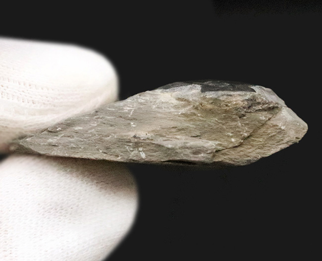 元祖三葉虫とも言うべき存在、米国ユタ州産のエルラシア・キンギ（Elrathia kingii）（その5）