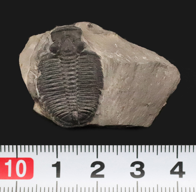 元祖三葉虫とも言うべき存在、米国ユタ州産のエルラシア・キンギ（Elrathia kingii）（その6）