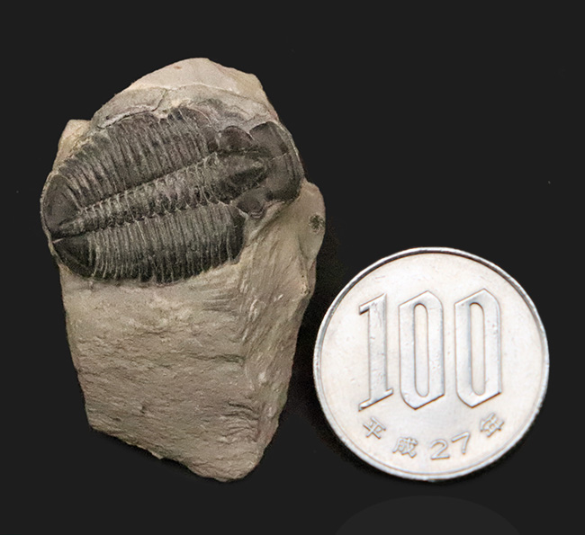 元祖三葉虫とも言うべき存在、米国ユタ州産のエルラシア・キンギ（Elrathia kingii）（その7）