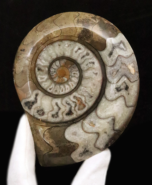 美しいジグザグラインとコロンとしたフォルムが絶妙に合わさったゴニアタイト（Goniatite）の美品（その1）