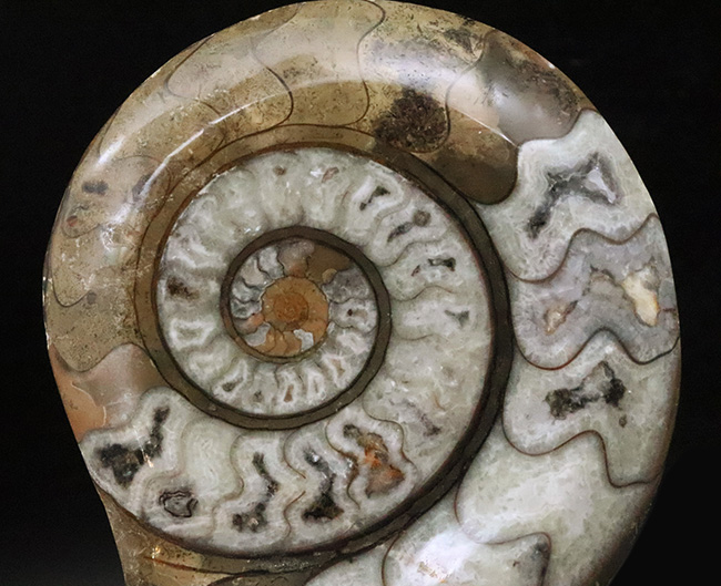 美しいジグザグラインとコロンとしたフォルムが絶妙に合わさったゴニアタイト（Goniatite）の美品（その2）