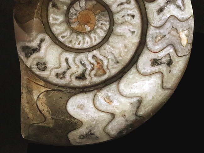 美しいジグザグラインとコロンとしたフォルムが絶妙に合わさったゴニアタイト（Goniatite）の美品（その3）