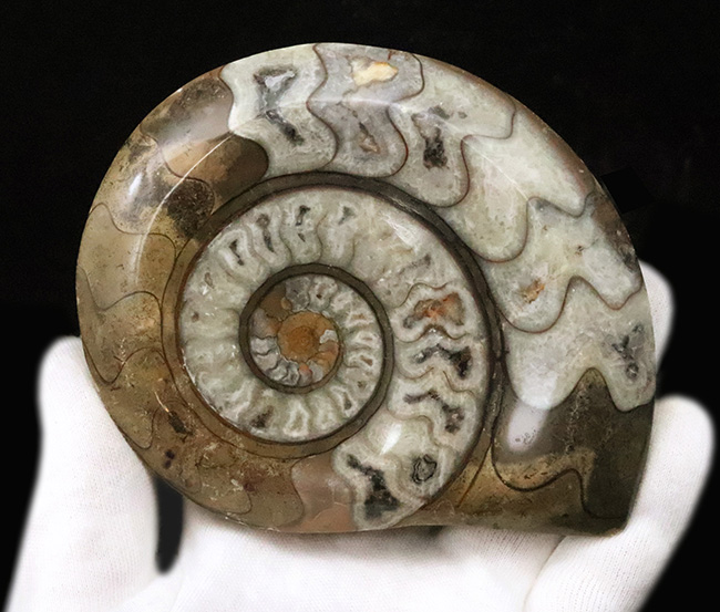 美しいジグザグラインとコロンとしたフォルムが絶妙に合わさったゴニアタイト（Goniatite）の美品（その4）