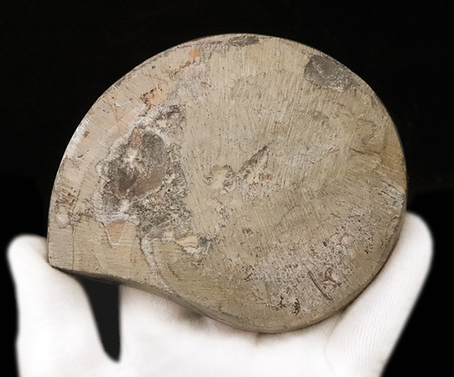 美しいジグザグラインとコロンとしたフォルムが絶妙に合わさったゴニアタイト（Goniatite）の美品（その5）