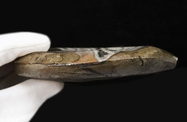 美しいジグザグラインとコロンとしたフォルムが絶妙に合わさったゴニアタイト（Goniatite）の美品（その6）