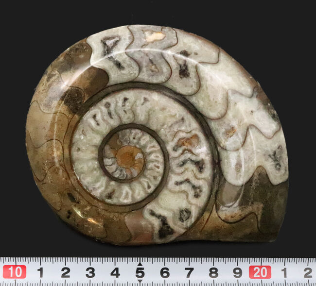 美しいジグザグラインとコロンとしたフォルムが絶妙に合わさったゴニアタイト（Goniatite）の美品（その7）