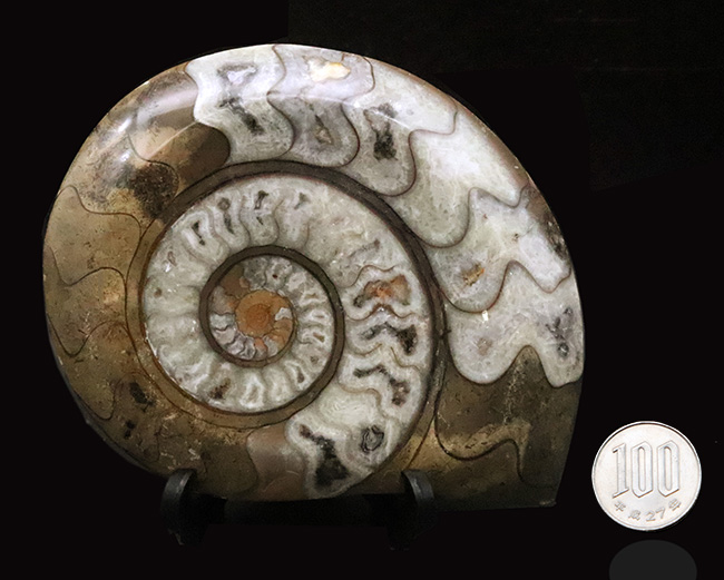 美しいジグザグラインとコロンとしたフォルムが絶妙に合わさったゴニアタイト（Goniatite）の美品（その8）