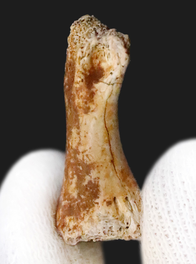 白亜紀の地面を踏みしめた証左 … テスケロサウルス（Thescelosaurus neglectus）の指骨化石（その1）