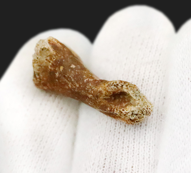 白亜紀の地面を踏みしめた証左 … テスケロサウルス（Thescelosaurus neglectus）の指骨化石（その2）