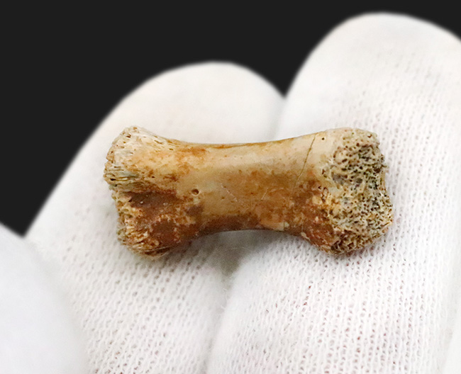 白亜紀の地面を踏みしめた証左 … テスケロサウルス（Thescelosaurus neglectus）の指骨化石（その3）