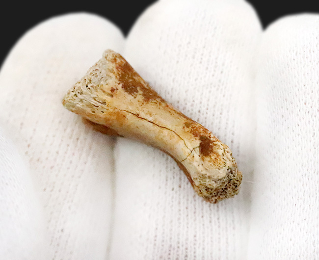 白亜紀の地面を踏みしめた証左 … テスケロサウルス（Thescelosaurus neglectus）の指骨化石（その4）